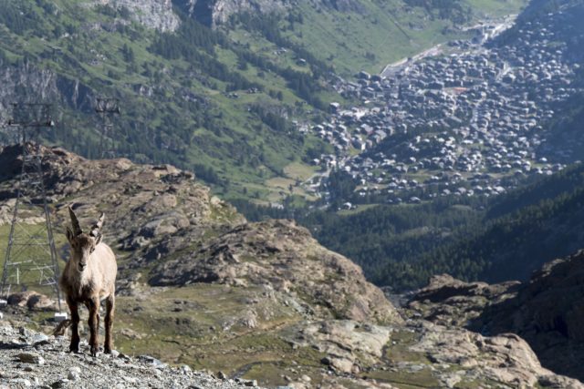 ZGD 2016-steinbock over zermatt photo @Willwesson